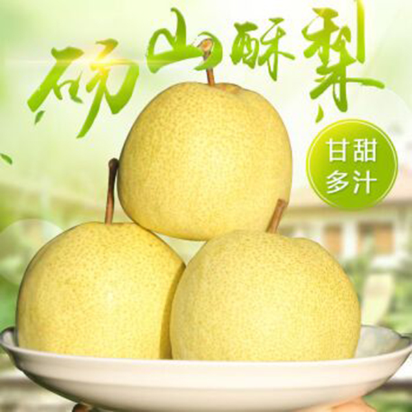 安徽碭山酥梨1.jpg 安徽碭山酥梨1.jpg