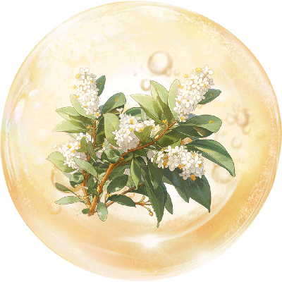 槐米.jpg 槐米.jpg