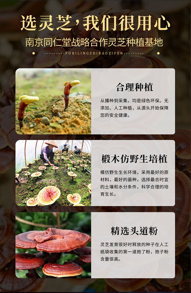 南京同仁堂樂(lè)家遐齡牌破壁靈芝孢子粉詳情 (5).jpg